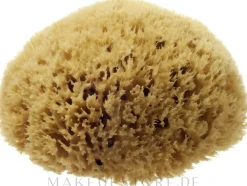 Natürlicher Meeresschwamm Honeycomb Sea Sponge 11.43 cm